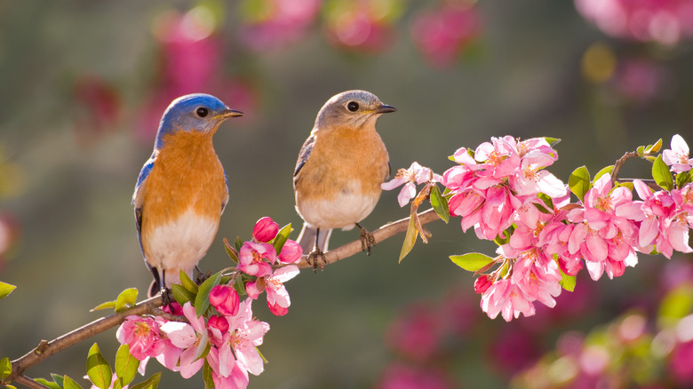 bluebird couple on branch
