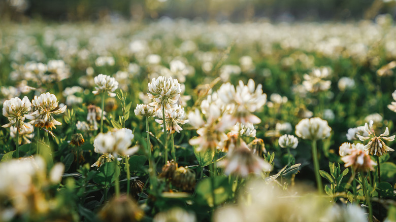Clover growing on a lawn