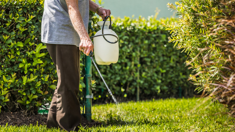 A person spraying the lawn for pests