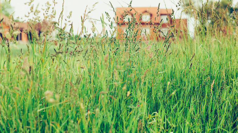 A home with long grass