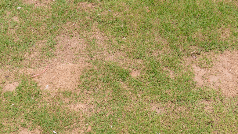 Bare patches on a lawn