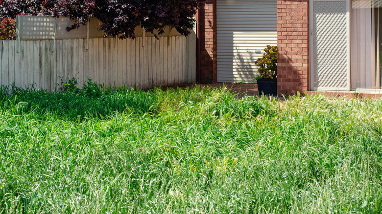 Tall grass in a yard