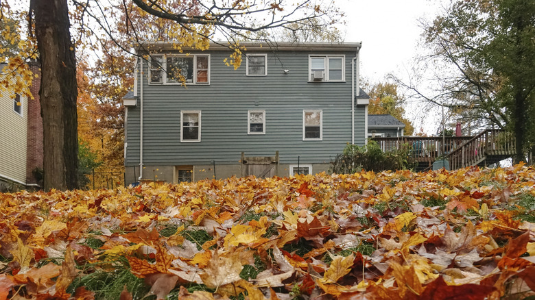 A leaf-covered backyard