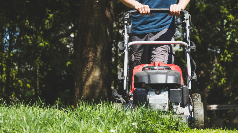 Man cutting grass with a push mower