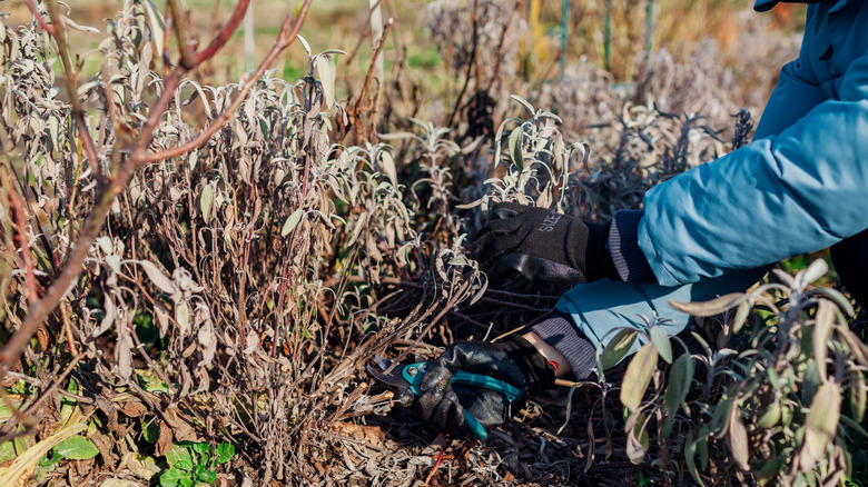 A gardener cleaning up winter-damaged perennials