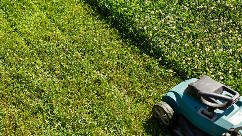 A lawn mower cutting back the clover