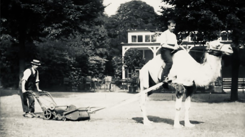 A man riding a camel pulling an early lawn mower that is being pushed by another man.