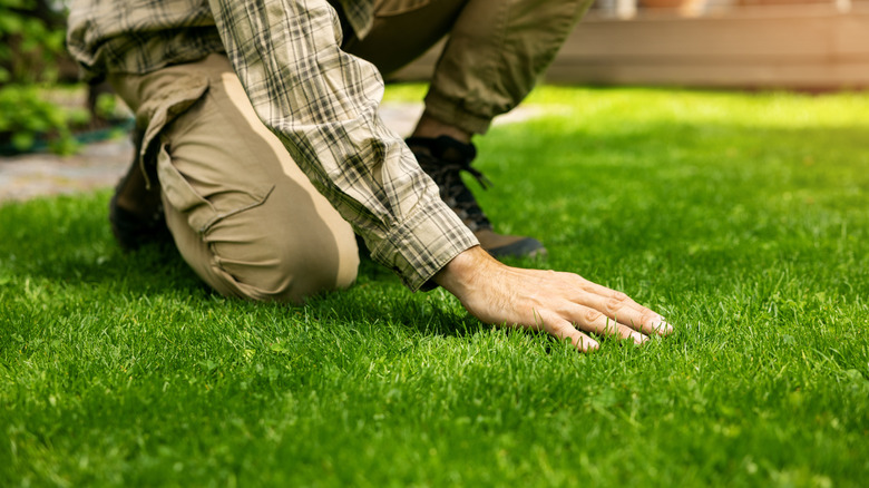 Close-up of a person running a hand over a vibrant green lawn