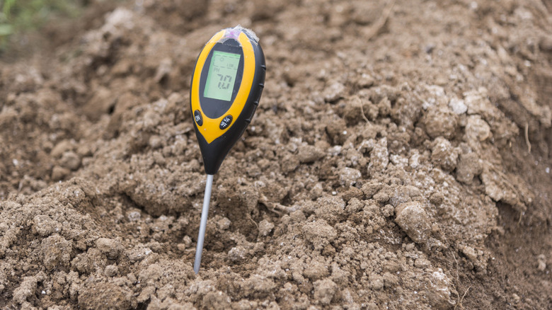 A digital pH meter staked in garden soil