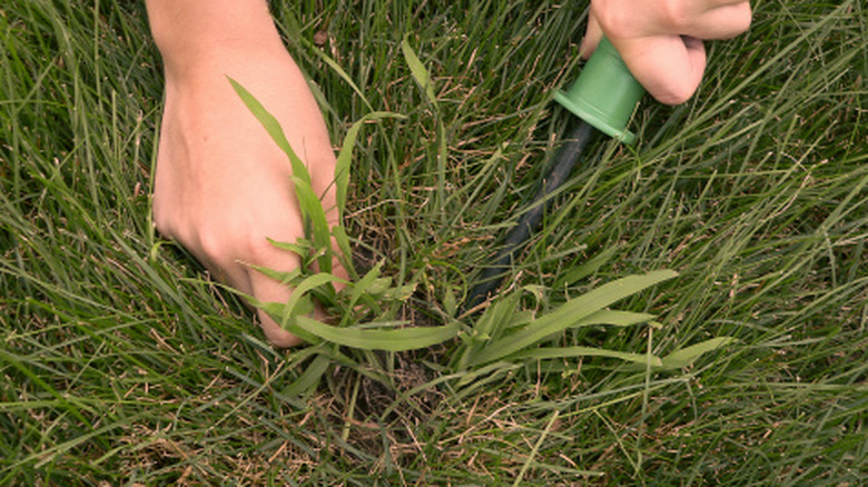 Close-up of a person removing crabgrass from a lawn