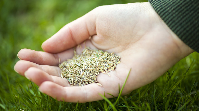 Close-up of a hand holding grass seed above a lawn