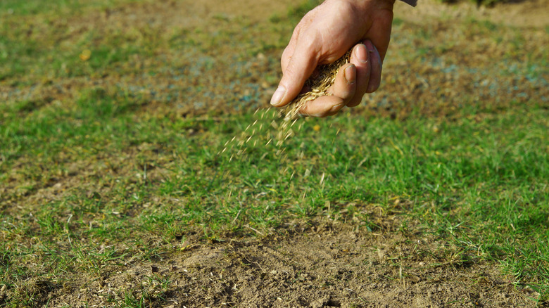 A person spreading grass seed on a patchy lawn