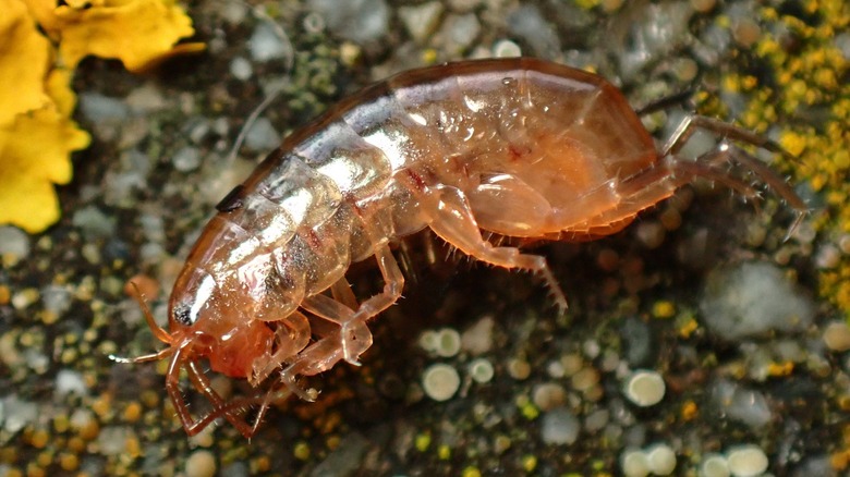 lawn shrimp laying on pavement