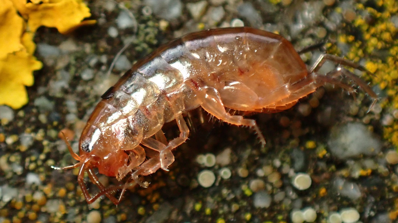 are lawn shrimp edible