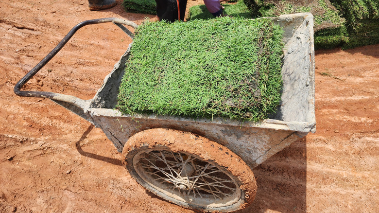 Chunks of zoysia grass turf in a wheelbarrow ready to install