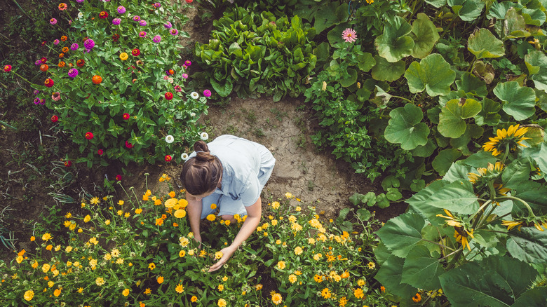 A woman works in a garden bed filled with both flowers and edible crops.