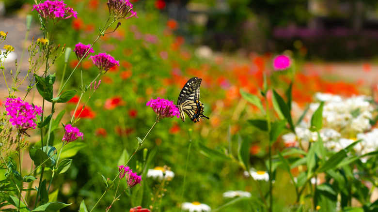 A butterfly feeds from a fuchsia flower in a lush garden.