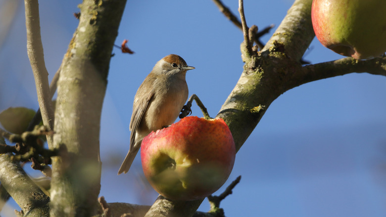A gray bird eating apple attached to a tree.