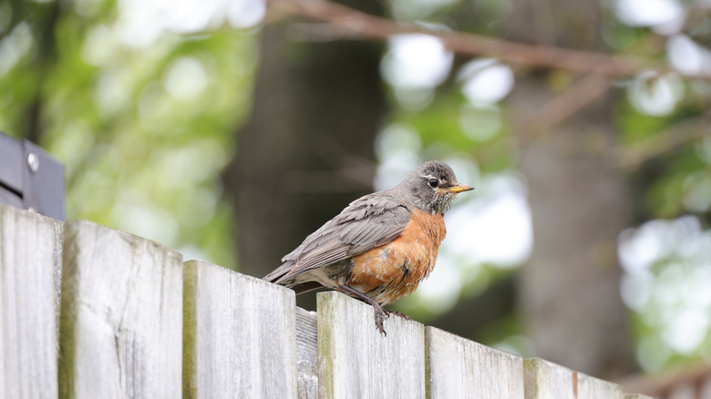 A brown and tan bird on a backyard fence.