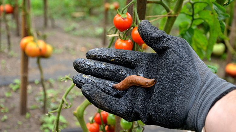 A person wearing black gardening gloves holding a slug outside near tomato plants