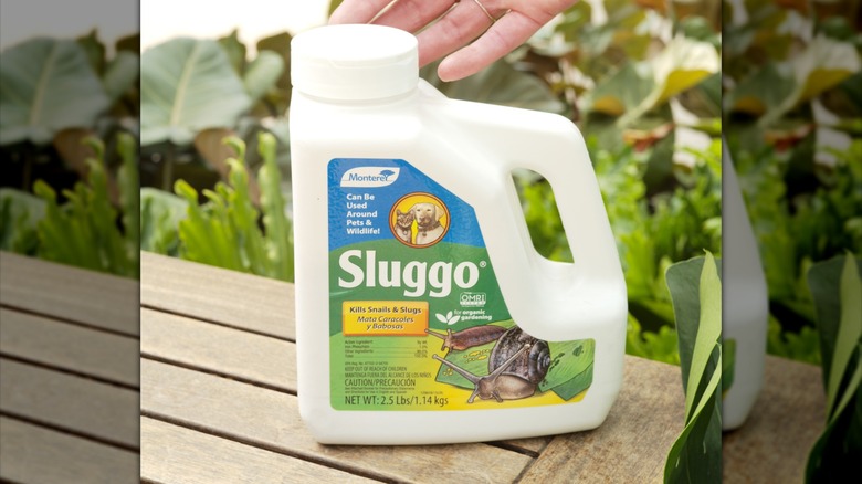 A 2.5 pound bottle of Sluggo sitting on a bench with greenery in the background