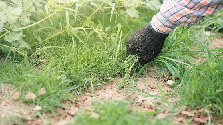 A gardener wearing black gloves hand-pulls weeds in a garden bed.