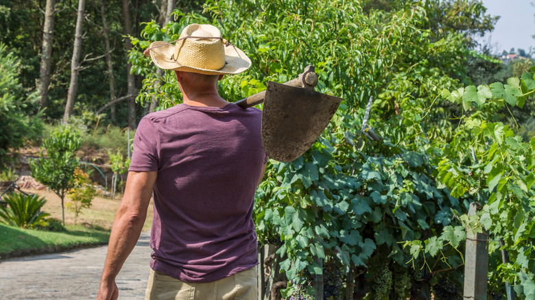 A gardener wearing a hat carries a grape hoe on his shoulder as we walks past a vineyard.