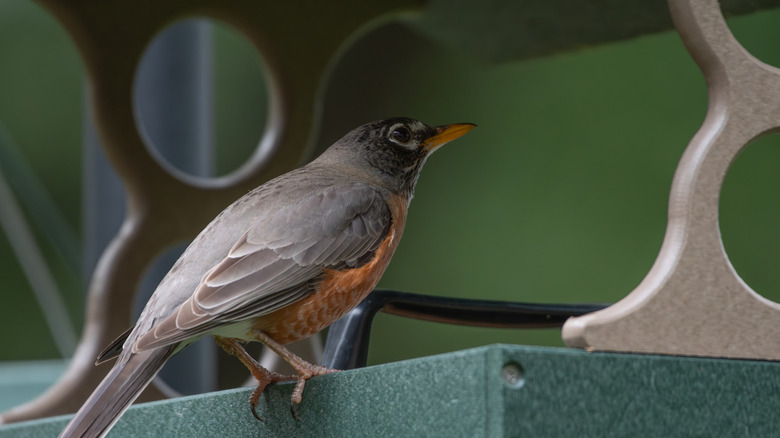 Robin at a green tray bird feeder.