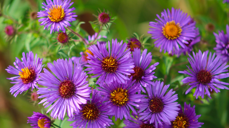 New England aster flowers with purple petals and orange centers