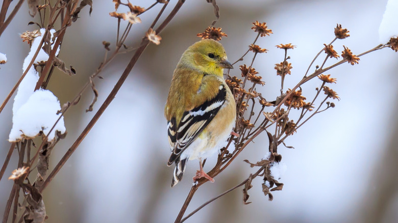 A goldfinch perched on a dry aster stem covered with snow