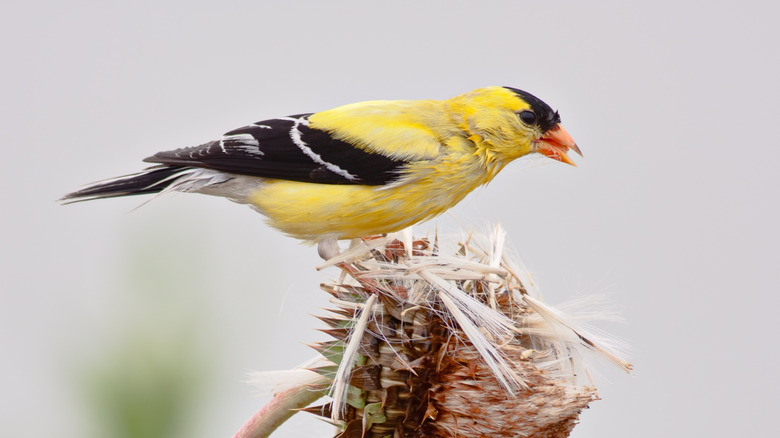 A goldfinch eats seeds from faded flower.