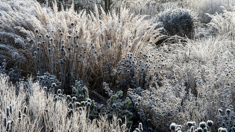 A perennial garden covered with frost in the winter.