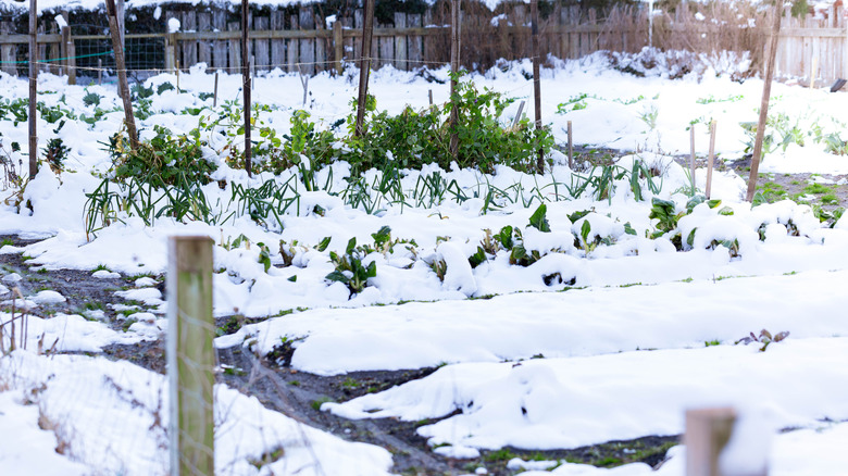 garden with green plants sticking up snow