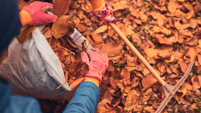 Someone bagging autumn leaves