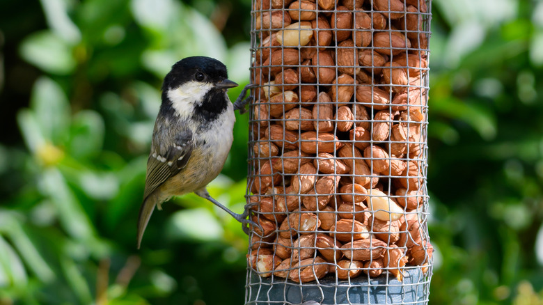 bird feeder with nuts