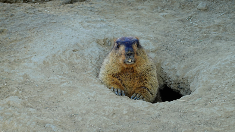 Groundhog peaking out of a burrow