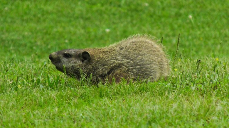 Groundhog on grass in yard