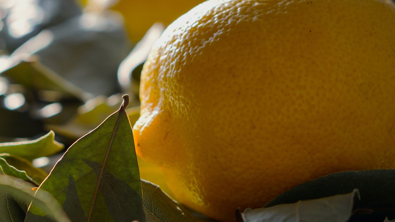 Close up of bay leaves and lemons together