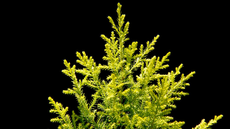 Lemon cypress tree in pot