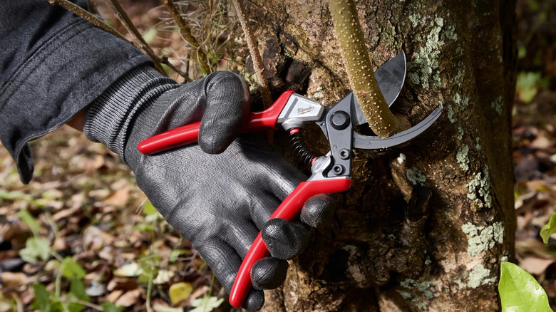 Close-up action shot of gloved hand using Milwaukee's 1-inch Cut Capacity Bypass Hand Pruners on a branch