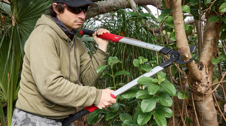 A person trimming thick branches with Milwaukee's 32-inch Bypass Loppers with Carbon Steel Blade