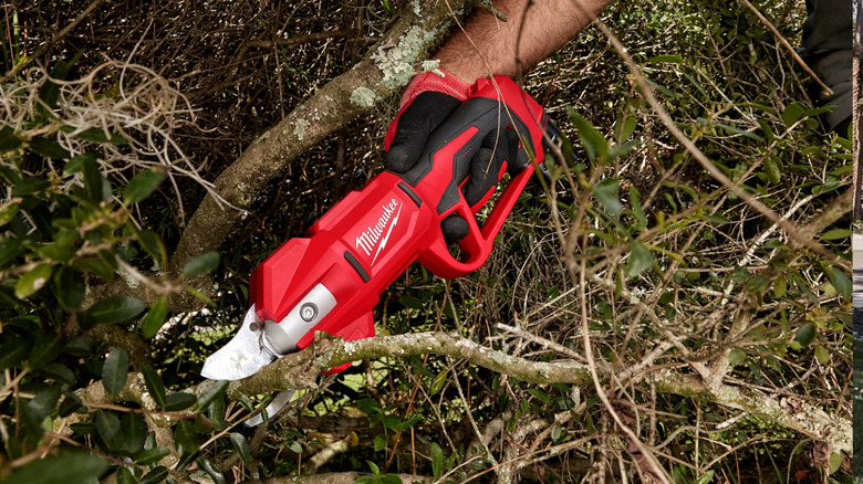 Close-up of a person using Milwaukee battery powered hand pruners