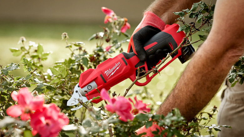 A person pruning flowers with Milwaukee's M12 Cordless Brushless Pruner Shears