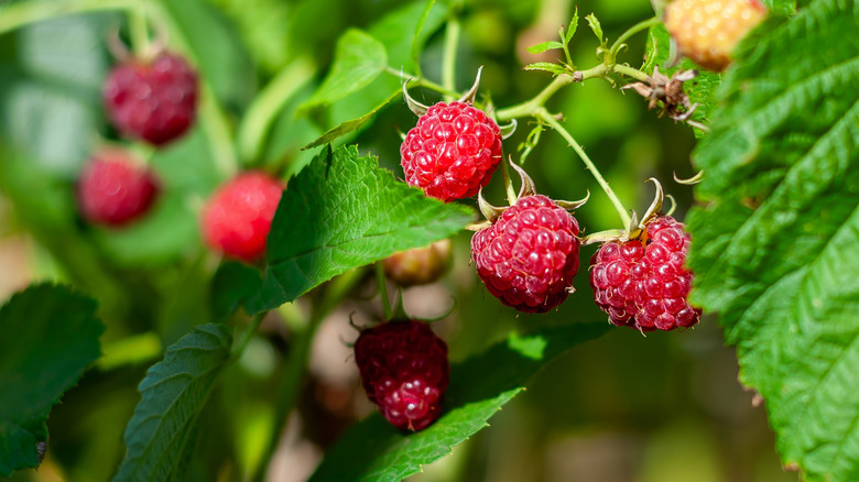 A close up on a raspberry bush.
