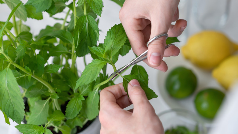 Two hands clipping a pot of herbs.