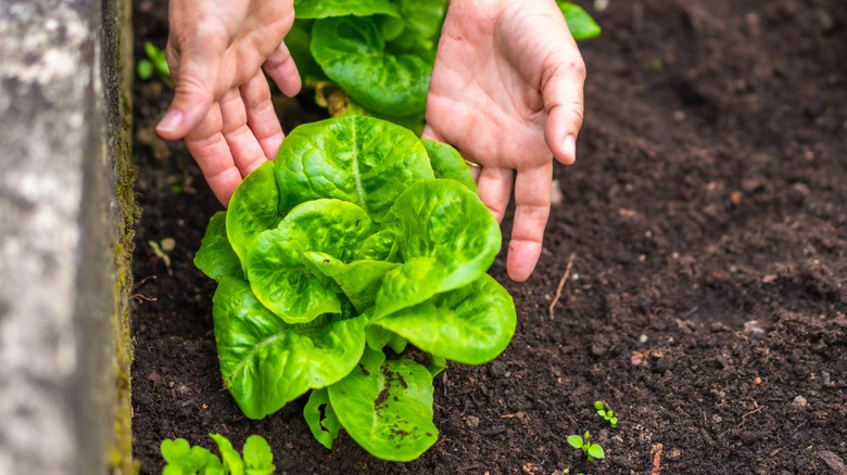 Hands cupping a lettuce plant.