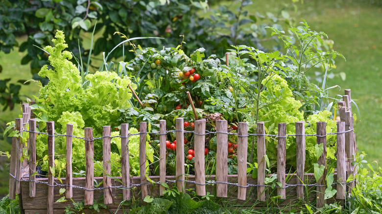 A small vegetable garden with a wooden border.