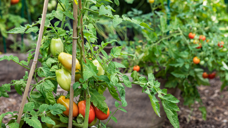 Tomato plants growing with stakes.