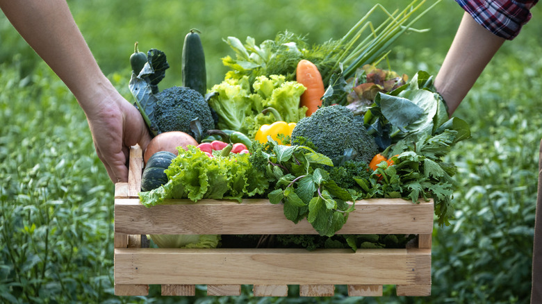 Two hands holding a box of harvested vegetables.