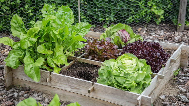 A small raised bed garden with leafy vegetables.